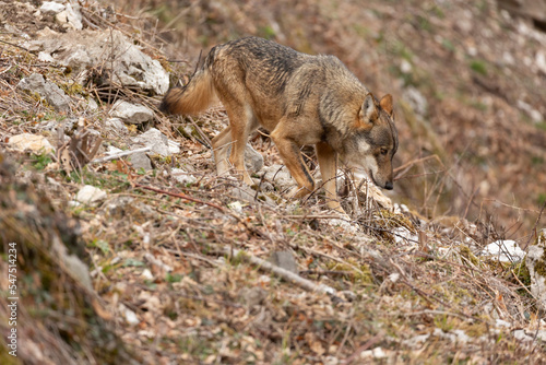 Apennine wolf in italy, Abruzzo photo