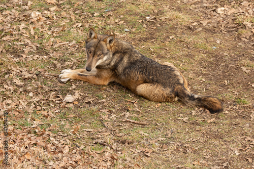 Wallpaper Mural Apennine wolf in italy, Abruzzo Torontodigital.ca