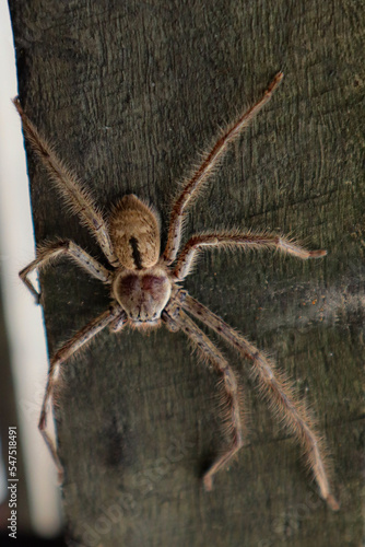 7 legged spider