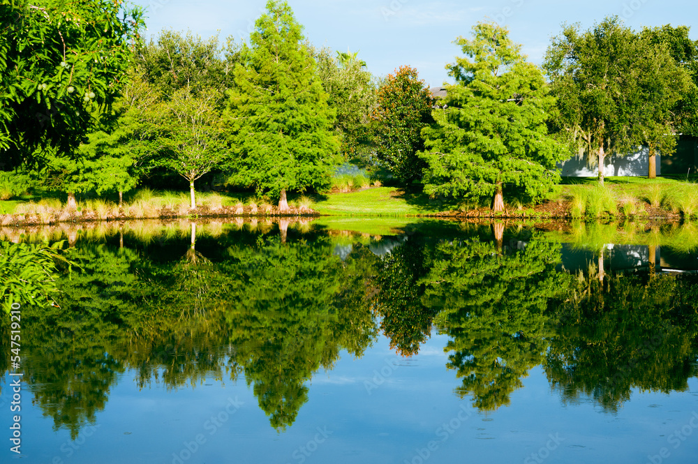 Fototapeta premium Trees Reflecting on Water