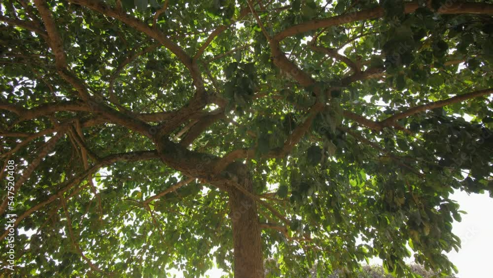 The sun shines through the leaves of a large tree in a village, in Ivory Coast The sun shines through the leaves of a large tree in a village, in Ivory Coast