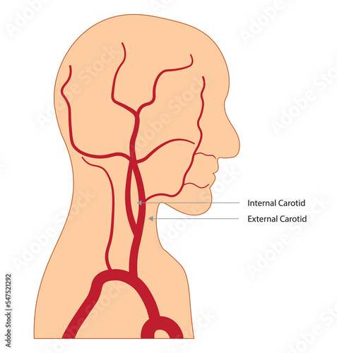Men head and neck silhouette with arteries illustration. Side view