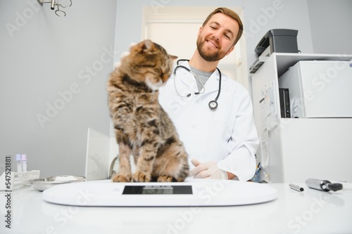 Veterinarian doctor checking cat at a vet clinic