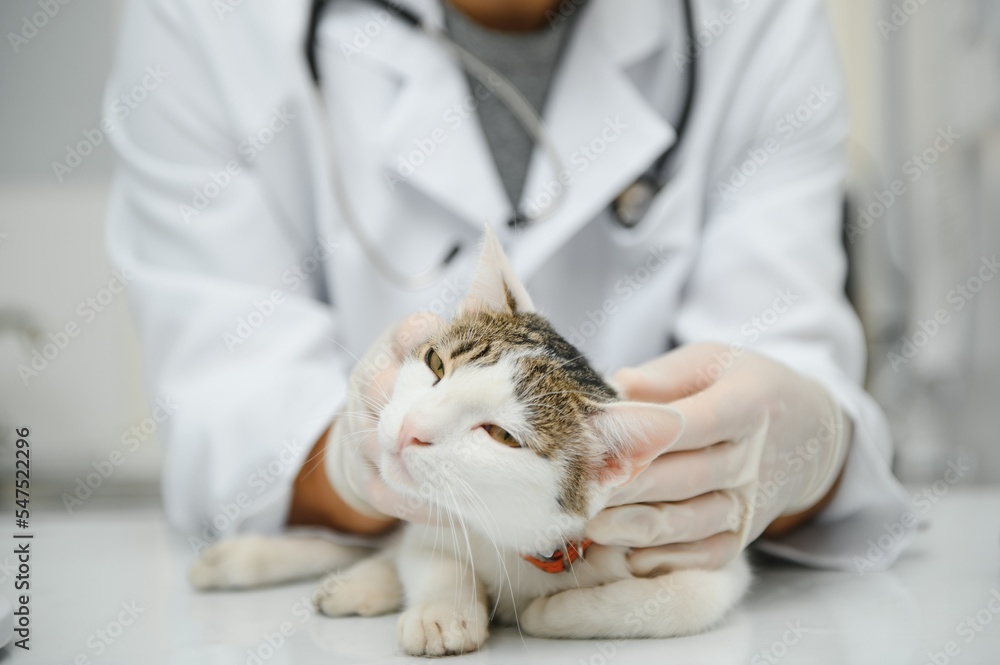 Veterinarian doctor checking cat at a vet clinic Veterinarian doctor checking cat at a vet clinic