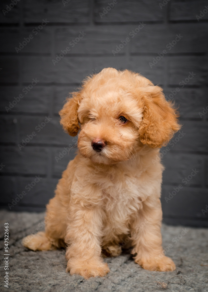 A cute and very fluffy dog sits on a plaid against a gray brick wall A cute and very fluffy dog sits on a plaid against a gray brick wall