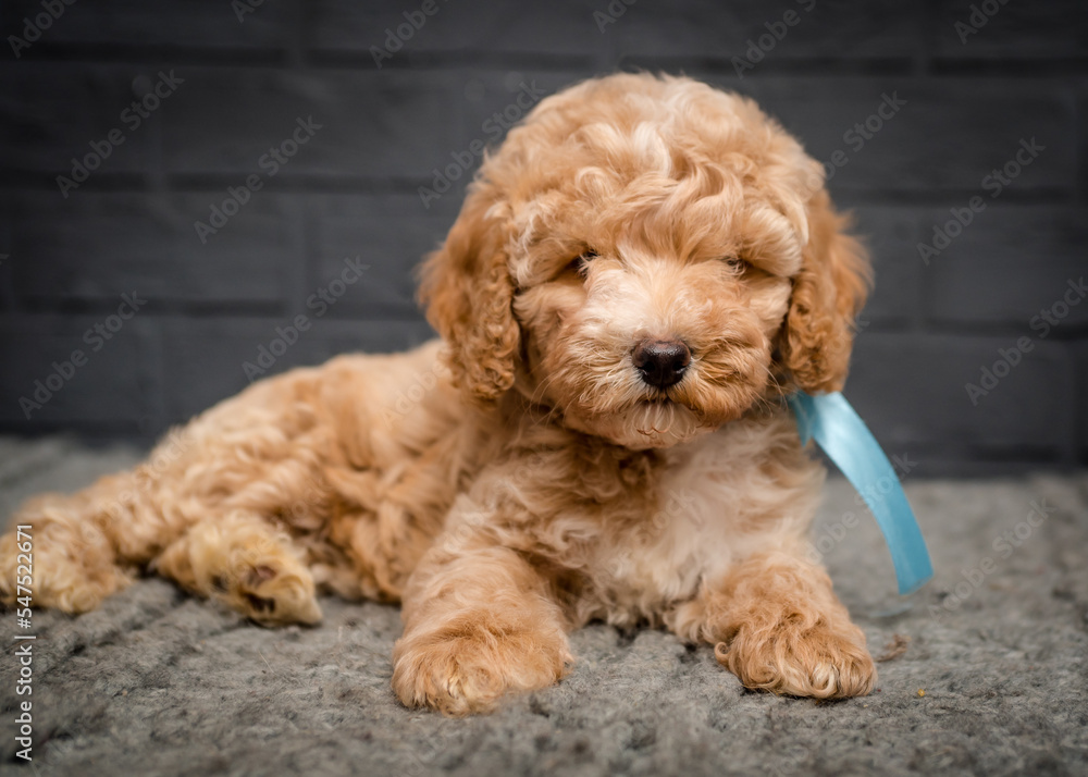 A cute and very fluffy dog with a ribbon around its neck lies on a plaid against a gray brick wall A cute and very fluffy dog with a ribbon around its neck lies on a plaid against a gray brick wall