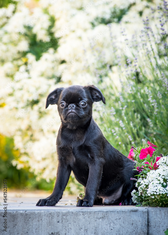 Black funny dog poses for a photo on a background of flowers