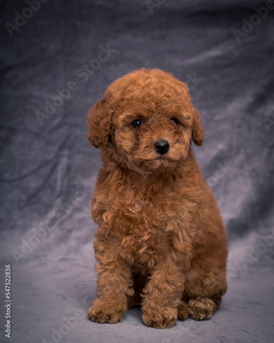 Beautiful dog with wavy wool is posing for a photo