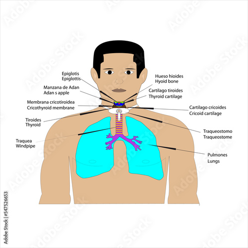 Anatomía humana Anatomía topografía de un paciente con traqueostomo hueso hioides epiglotis cartílago tiroides manzana de Adán