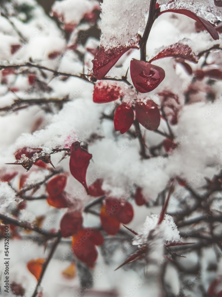 Red leaves in the snow