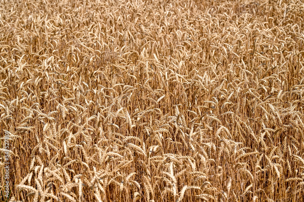 Wheat field in summer. Yellow ripening ears of wheat ready for harvest. Cereals. Wheat field in summer. Yellow ripening ears of wheat ready for harvest. Cereals.