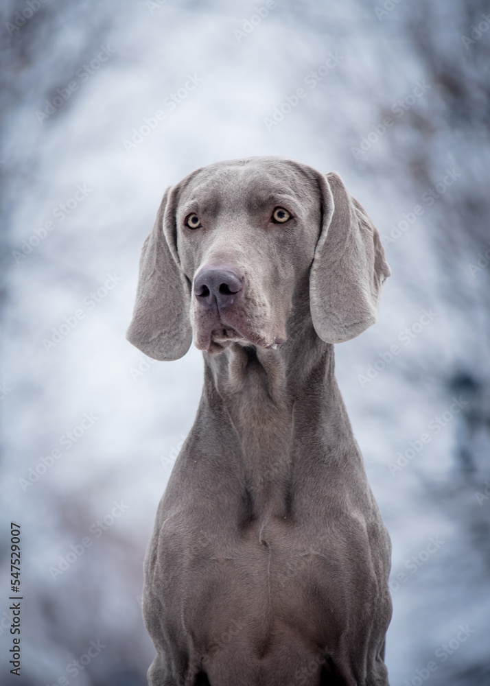Big gray dog is sitting on a snowy background