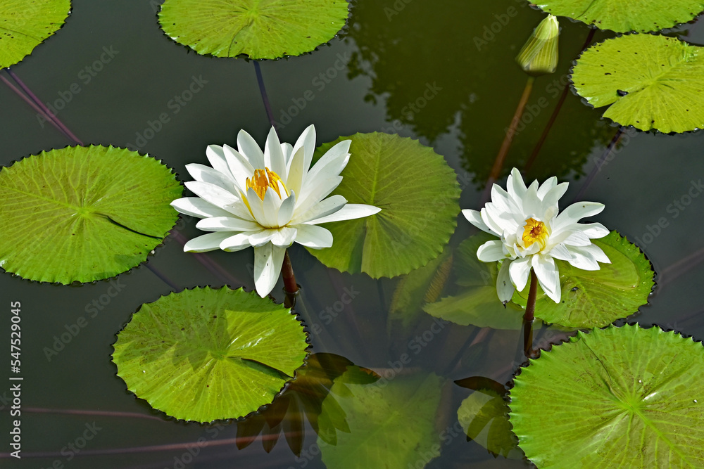 White water lilies bloom amidst lily pads in a pond. White water lilies bloom amidst lily pads in a pond.