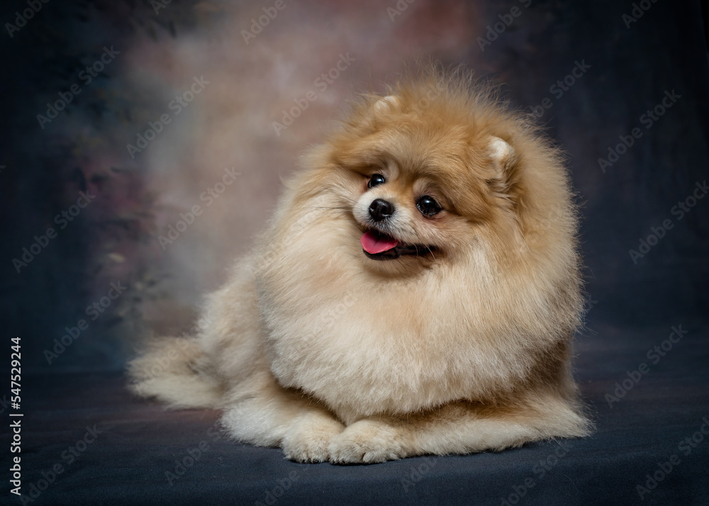 Fluffy dog with its tongue hanging out poses for a photo Fluffy dog with its tongue hanging out poses for a photo