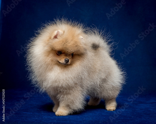 Cute shaggy puppy is posing for a photo on blue background. The breed of the dog is the Pomeranian © Mykola Tkach