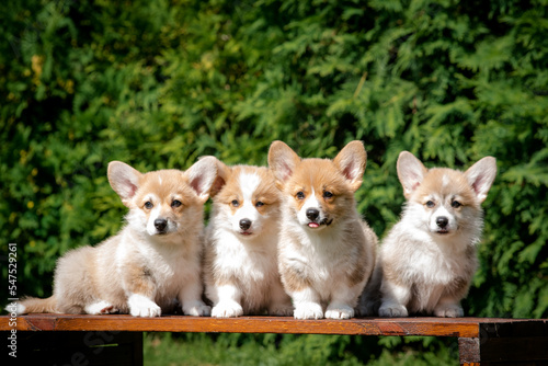 Four cute puppies are sitting on a bench against the backdrop of greenery © Mykola Tkach