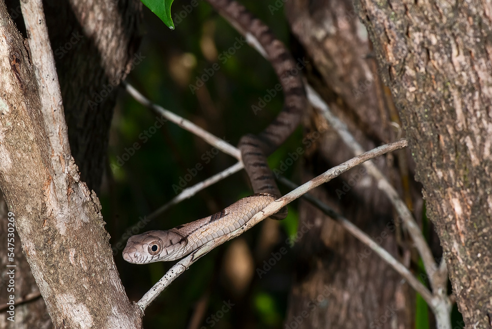 Cobra-cipó (Leptophis ahaetulla) | Parrot Snake Cobra-cipó (Leptophis ahaetulla) | Parrot Snake