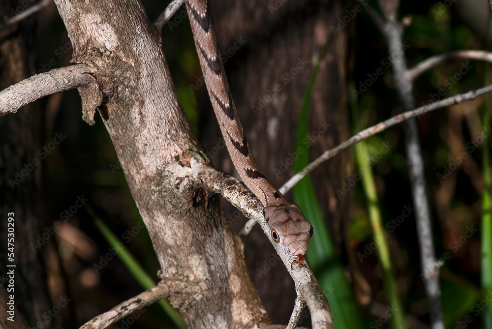 Cobra-cipó (Leptophis ahaetulla) | Parrot Snake