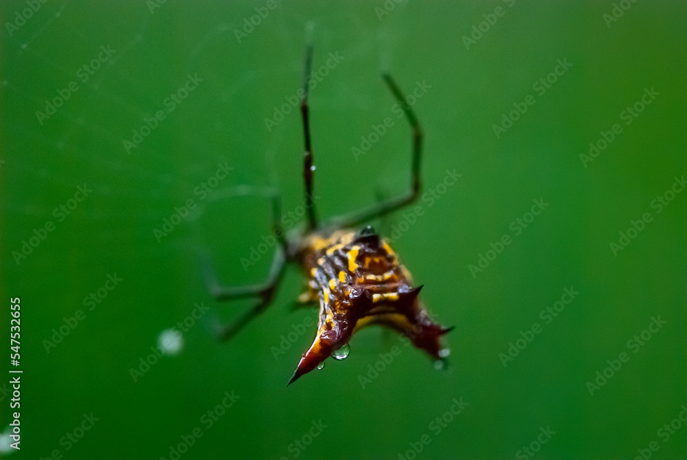 Aranha-dentada (Micrathena fissispina) | Spider Aranha-dentada (Micrathena fissispina) | Spider
