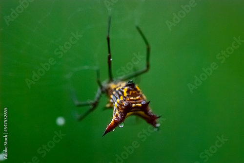 Aranha-dentada (Micrathena fissispina) | Spider photo