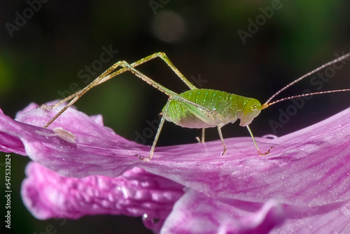 Esperança (Tettigoniidae) |  Green Bush-Cricket e Amarílis (Hippeastrum reticulatum) | Netted-veined amaryllis