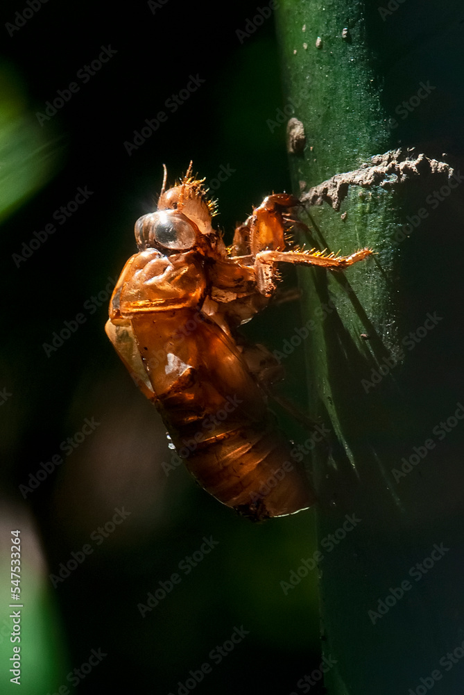 Exuvia de Cigarra (Cicadellidae) | Cicada Exuvia de Cigarra (Cicadellidae) | Cicada