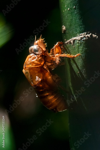 Exuvia de Cigarra (Cicadellidae)   Cicada © Leonardo