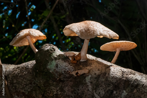Cogumelo (Fungi)   Mushroom © Leonardo