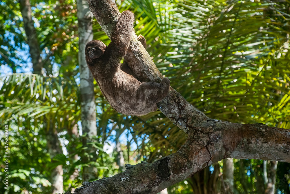 Preguiça-comum (Bradypus variegatus) | Brown-throated sloth