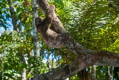 Preguiça-comum (Bradypus variegatus)   Brown-throated sloth © Leonardo