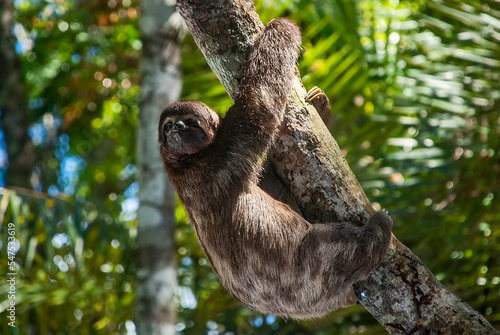 Pregui  a-comum  Bradypus variegatus    Brown-throated sloth