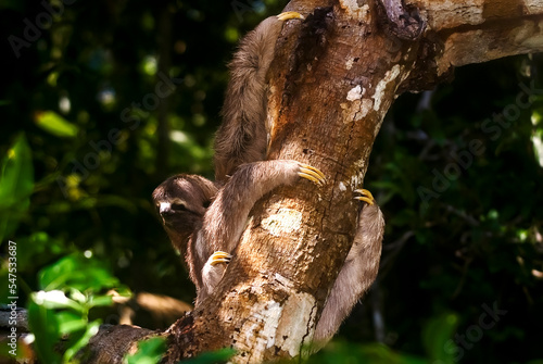 Preguiça-comum (Bradypus variegatus)   Brown-throated sloth © Leonardo