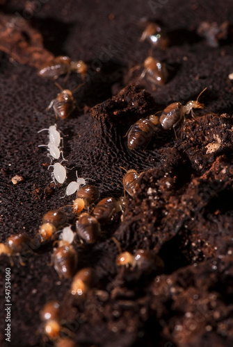 Cupim (Labiotermes) | Termite photo