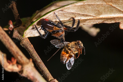 Percevejo predando Abelha-européia (Reduviidae e Apis mellifera) | Assassin bug preying European honey bee photo