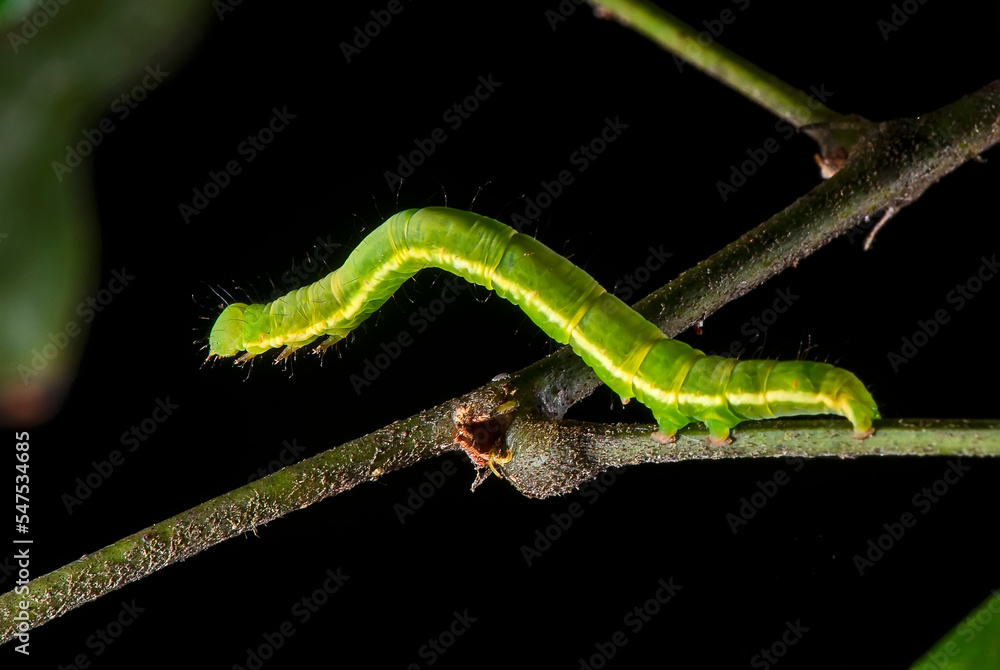 Lagarta Mede-Palmos (Família Geometridae) | Caterpillar