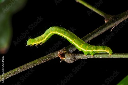 Lagarta Mede-Palmos (Família Geometridae) | Caterpillar