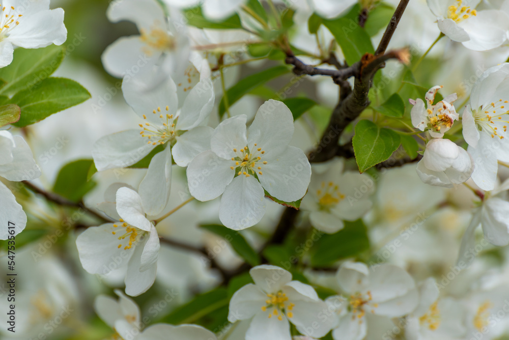 White Crabapple Blossoms On The Tree In Mid May White Crabapple Blossoms On The Tree In Mid May