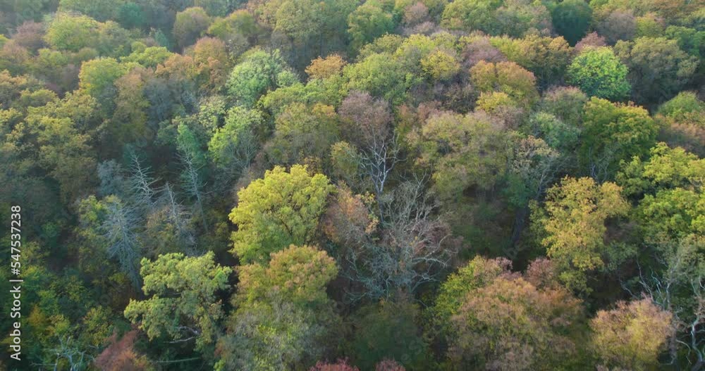panoramic aerial view of tree crowns in the green autumn forest panoramic aerial view of tree crowns in the green autumn forest