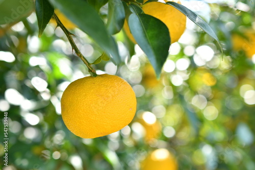 おいしそうに色づいた柚子の実