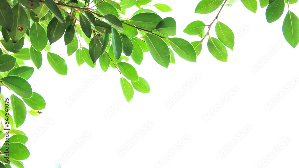 Blur tree leaves on a white background with copy space Blur tree leaves on a white background with copy space