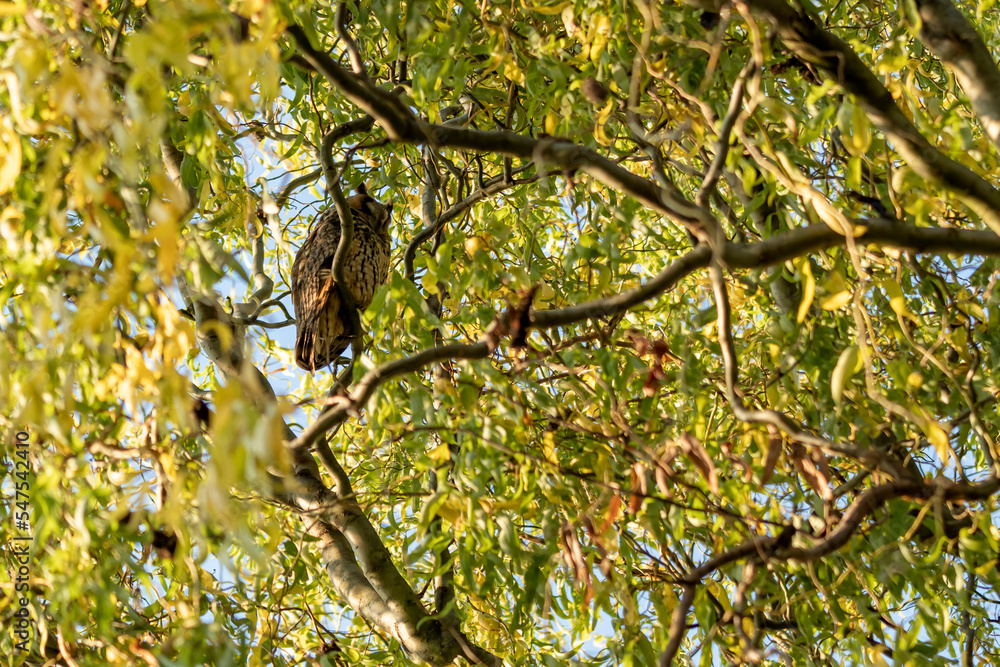 sowa uszatka owl na zimowisku na drzewie - obrazy, fototapety, plakaty 