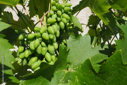 Young green grapes hang on the branches of the vine. Unripe grapes as a future crop. Plant diseases. Green grape leaves. Serbia, Vojvodina, Sremska Mitrovica. Winemaking in Serbia photo