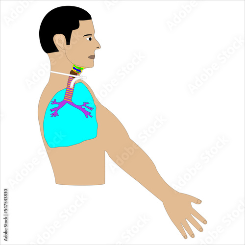 Anatomía humana Anatomía radiografía de un paciente con traqueostomo y los órganos del cuello y pecho vista de perfil