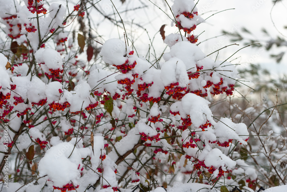 snow covered fruit (spindle wood)
