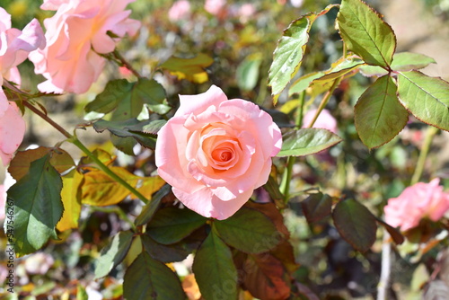 バラ「チェリッシュ」