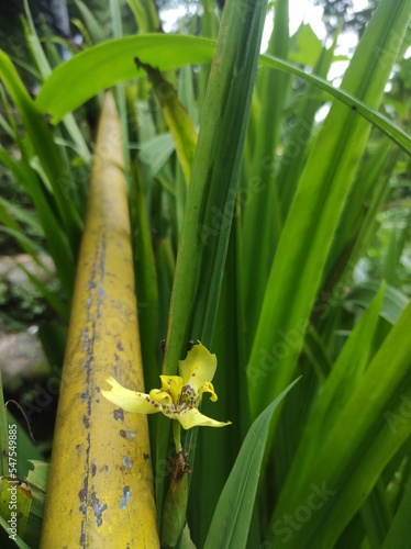 Close-up top view of bright yellow with brown spots of trimezia flowers blooming in tropical garden outdoors on natural background