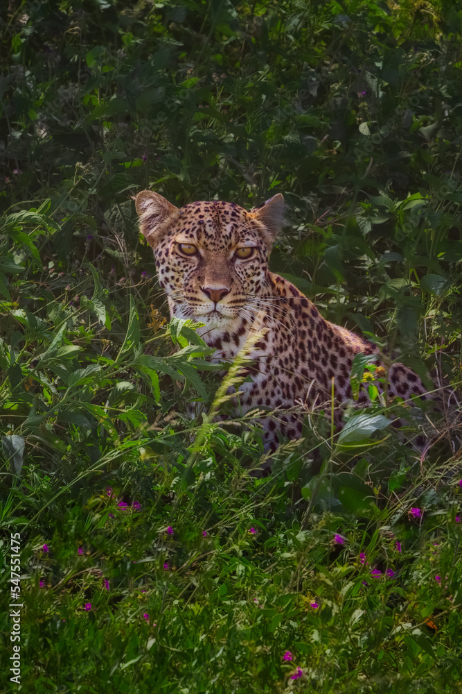 Obraz premium Leopard, Serengeti, Tanzania