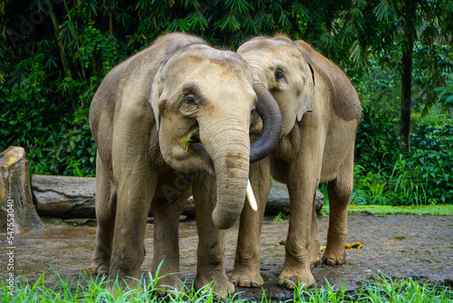 Elephants are the largest existing land animals. Three living species are currently recognised: the African bush elephant, the African forest elephant, and the Asian elephant. 