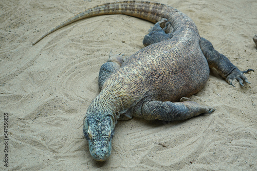 The Komodo dragon (Varanus komodoensis), also known as the Komodo monitor, is a member of the monitor lizard family Varanidae that is endemic to the Indonesian islands of Komodo, Rinca, Flores. photo