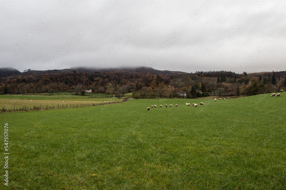 Highlands, Scotland, field, village and sheep pasture